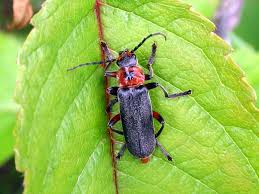 Attēlu rezultāti vaicājumam “Cantharis rustica”