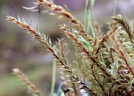 Attēlu rezultāti vaicājumam “Pohlia wahlenbergii var. calcarea”