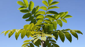 Attēlu rezultāti vaicājumam “Juglans mandshurica leaf”