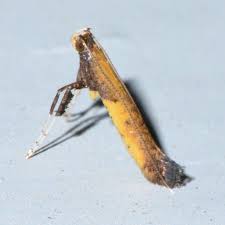 Attēlu rezultāti vaicājumam “Caloptilia hemidactylella”