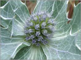 Attēlu rezultāti vaicājumam “Eryngium maritimum leaf”