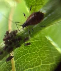 Attēlu rezultāti vaicājumam “Uroleucon cirsii”