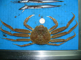 Image result for Chionoecetes opilio