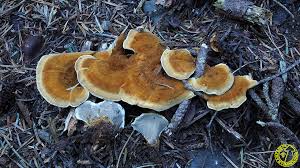 Attēlu rezultāti vaicājumam “Onnia tomentosa”