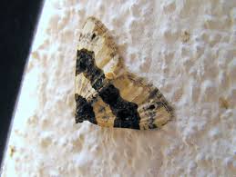 Attēlu rezultāti vaicājumam “Cosmorhoe ocellata”