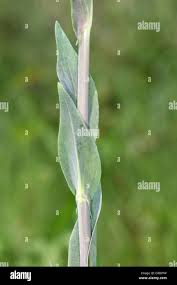 Attēlu rezultāti vaicājumam “Arabis glabra leaf”