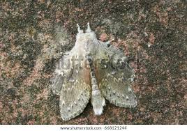 Attēlu rezultāti vaicājumam “Stauropus fagi”