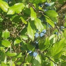 Attēlu rezultāti vaicājumam “Prunus spinosa leaf”