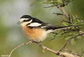 Image result for Lanius nubicus