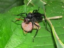 Attēlu rezultāti vaicājumam “Pompilidae”