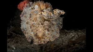 ผลการค้นหารูปภาพสำหรับ Bornella Anguilla