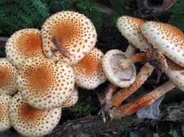 Attēlu rezultāti vaicājumam “Pholiota squarrosoides”