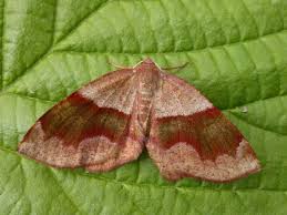 Attēlu rezultāti vaicājumam “Plagodis pulveraria”