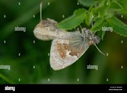 Attēlu rezultāti vaicājumam “Coenonympha pamphilus underside”