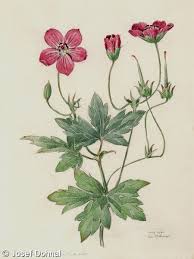Attēlu rezultāti vaicājumam “Geranium palustre fruit”
