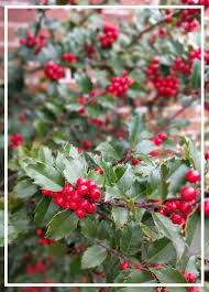 Attēlu rezultāti vaicājumam “Ilex x meserveae”