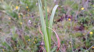 Attēlu rezultāti vaicājumam “Eriophorum latifolium leaf”