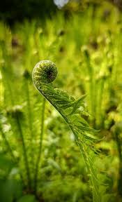 Attēlu rezultāti vaicājumam “Pseudotaxiphyllum elegans macro”