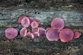 Attēlu rezultāti vaicājumam “Ascocoryne cylichnium”