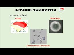 Attēlu rezultāti vaicājumam “Ascomycota”