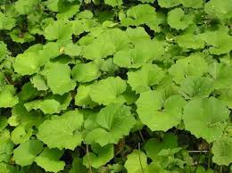 Attēlu rezultāti vaicājumam “Tussilago farfara leaf”