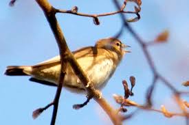Attēlu rezultāti vaicājumam “Sylvia borin”