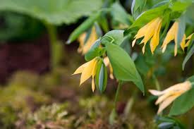 Attēlu rezultāti vaicājumam “Uvularia grandiflora flower”