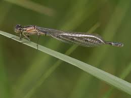 Attēlu rezultāti vaicājumam “Enallagma cyathigerum male”