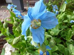 Image result for Scheinmohn blau