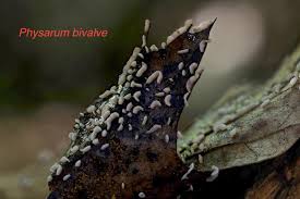 Attēlu rezultāti vaicājumam “Physarum bivalve”