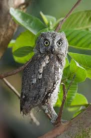 Image result for Otus scops