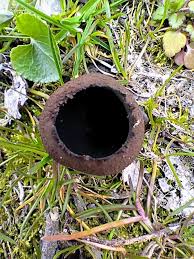 Attēlu rezultāti vaicājumam “Urnula craterium”