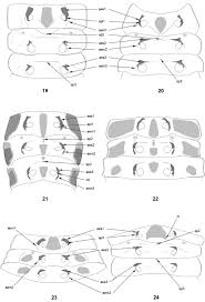 Attēlu rezultāti vaicājumam “Grynocharis oblonga”