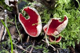 Attēlu rezultāti vaicājumam “Sarcoscypha austriaca”