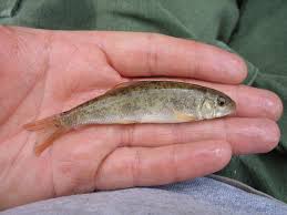 Image result for Catostomus commersonii