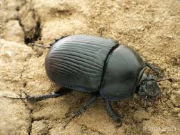 Attēlu rezultāti vaicājumam “Geotrupes”