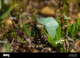 Attēlu rezultāti vaicājumam “Chlorissa viridata”