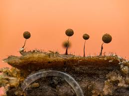 Attēlu rezultāti vaicājumam “Hemitrichia decipiens var. hemitrichoides spores”