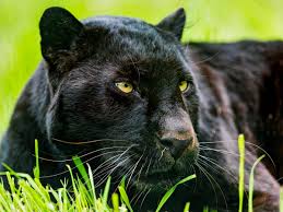 Afbeeldingsresultaat voor panters