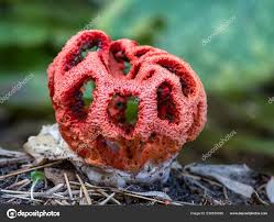 Attēlu rezultāti vaicājumam “Clathrus ruber”