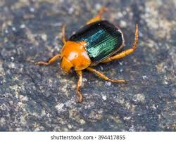 Attēlu rezultāti vaicājumam “Triplax aenea”