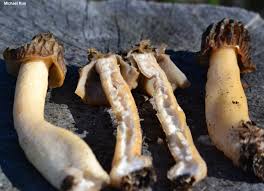 Attēlu rezultāti vaicājumam “Verpa bohemica”