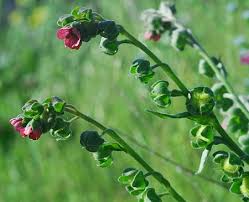 Attēlu rezultāti vaicājumam “Cynoglossum officinale leaf”