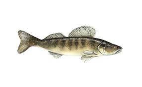 Image result for Sander lucioperca