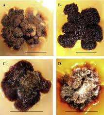 Attēlu rezultāti vaicājumam “Anaptychia ciliaris”