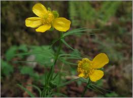Attēlu rezultāti vaicājumam “Ranunculus auricomus leaf”