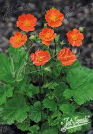 Attēlu rezultāti vaicājumam “Geum”