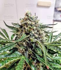 Attēlu rezultāti vaicājumam “Dactylorhiza russowii bud”