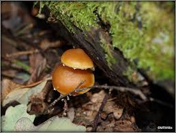 Attēlu rezultāti vaicājumam “Galerina marginata”