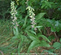 Attēlu rezultāti vaicājumam “Epipactis helleborine flower”